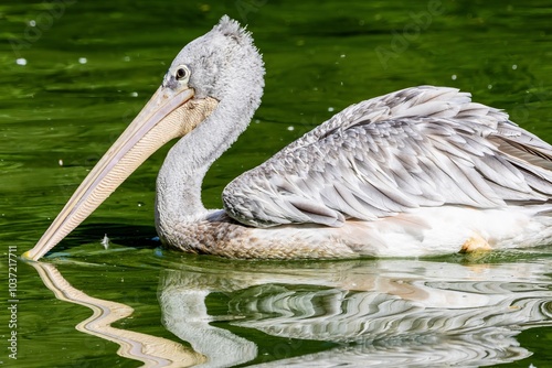 the pelican is waiting for prey