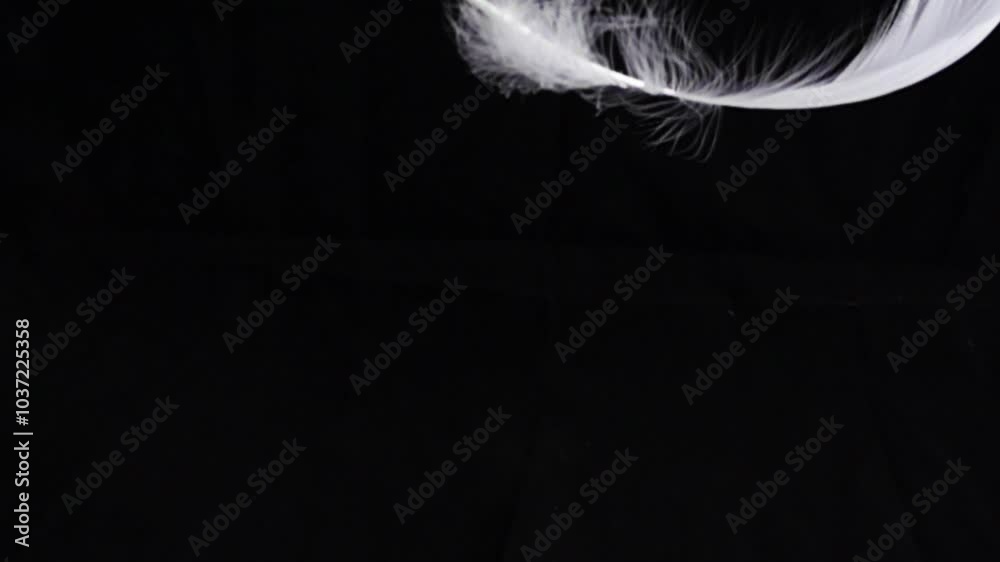 Goose feathers feather slow motion on black background.