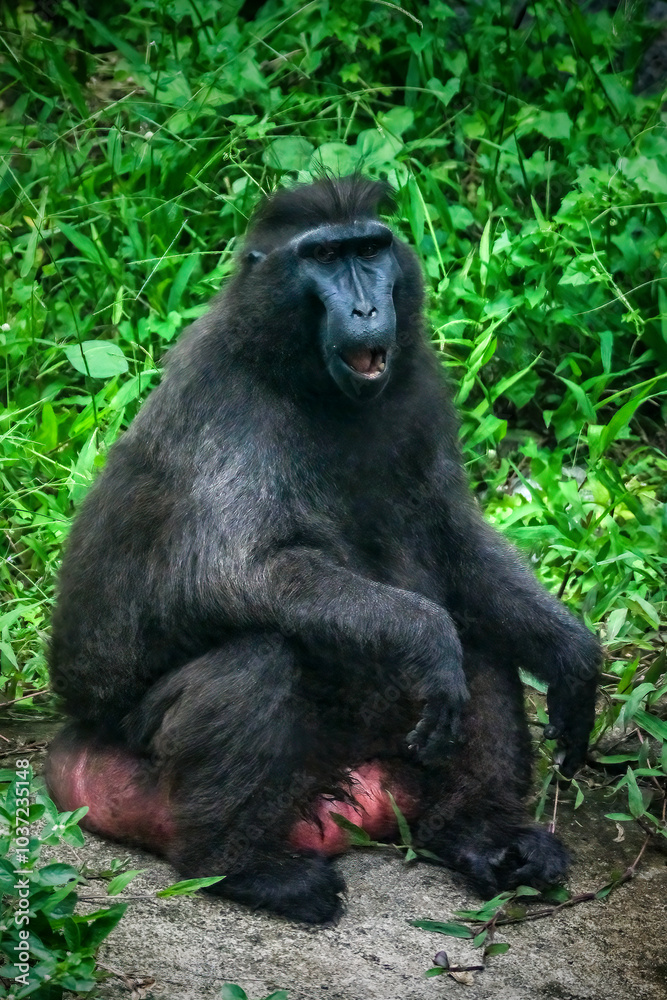 Obraz premium Celebes crested macaque