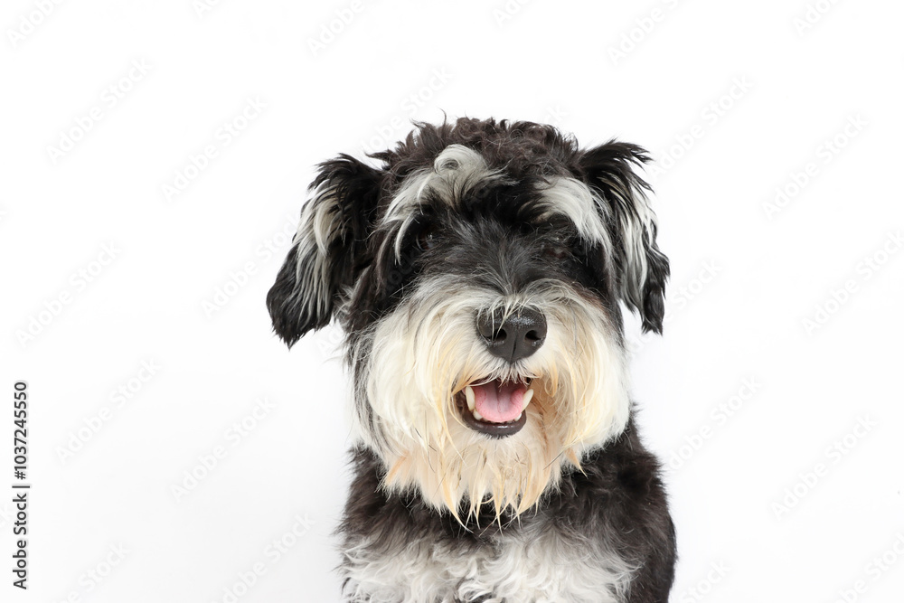 portrait of a black and white dog, miniature schnauzer head portrait of a black and white dog, miniature schnauzer head