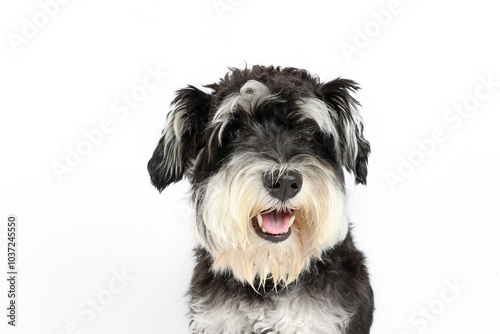 Obraz na płótnie portrait of a black and white dog, miniature schnauzer head w salonie