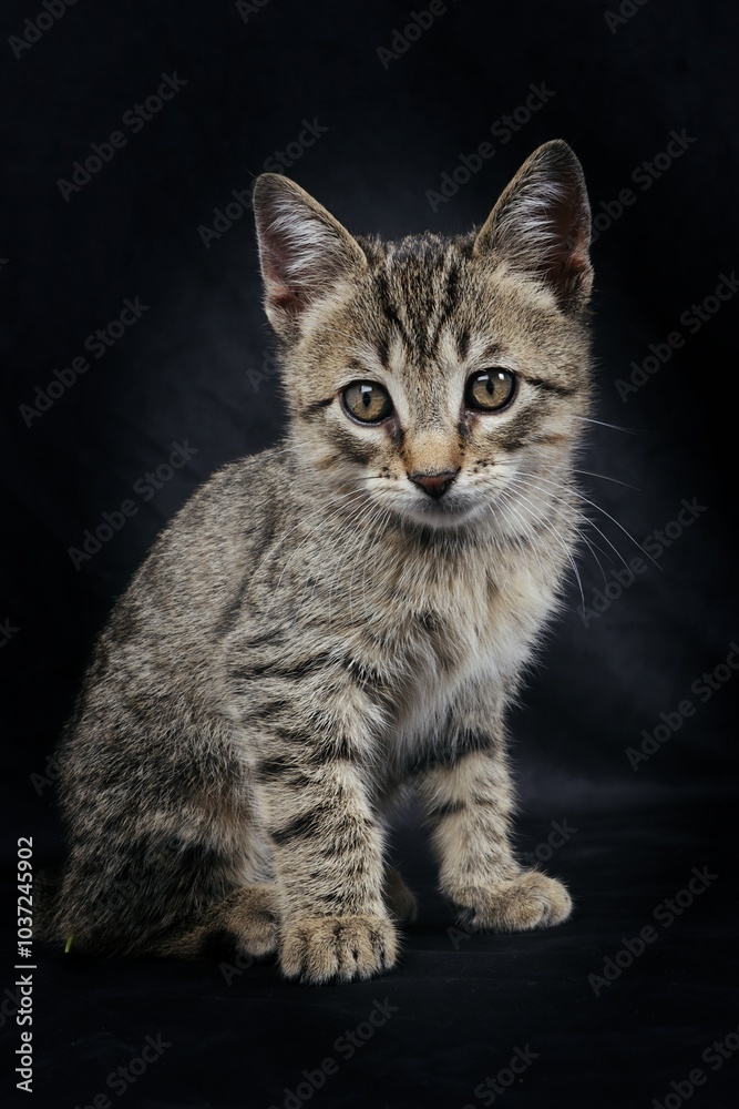 Fototapeta premium sitting domestic kitten isolated on black background 