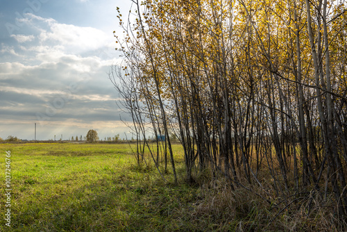 A field of grass with a few trees in the background