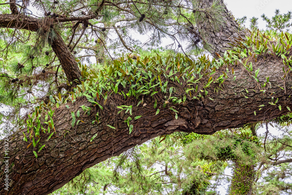 Fototapeta premium Close up of a pine tree trunk covered in green epiphytes at Miho no Matsubara, Shizuoka, Japan