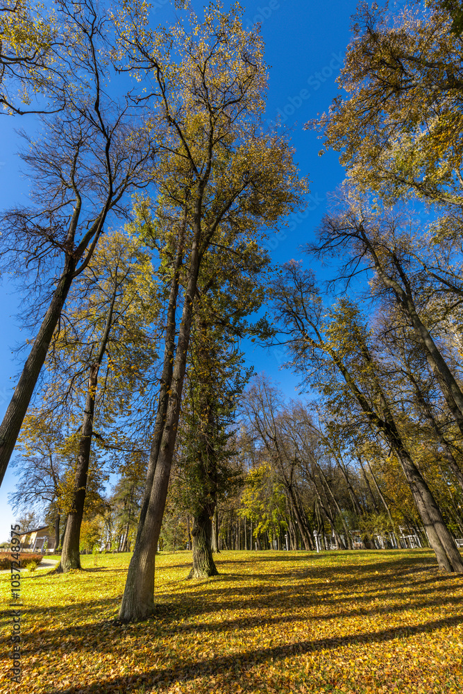 Fototapeta premium A beautiful autumn day with trees in a park
