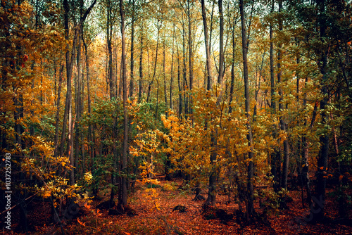 Autumn forest path. Orange color tree, red brown leaves in fall city park.