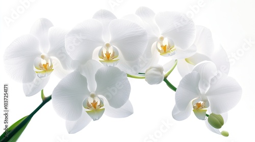 A close-up shot of a white orchid, its soft petals glowing against the pure white background, symbolizing refinement and beauty.