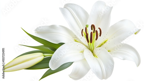 A delicate white lily, captured in full bloom on a white background, symbolizing purity and grace.