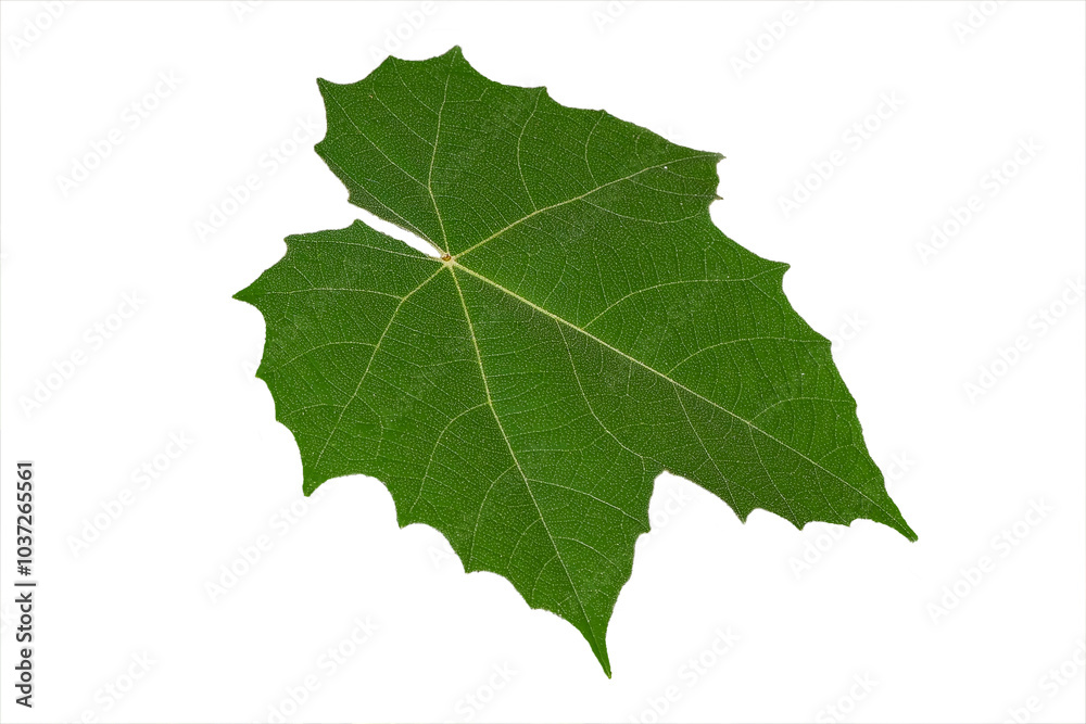 Green leaf texture on isolated white background Green leaf texture on isolated white background