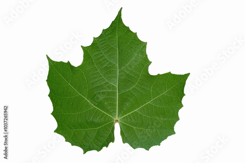 Green leaf texture on isolated white background