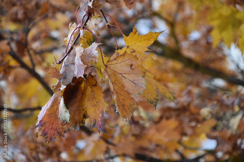 autumn leaf
