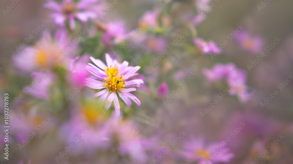 Close up of purple chrysanthemum flowers with soft bokeh Close up of purple chrysanthemum flowers with soft bokeh