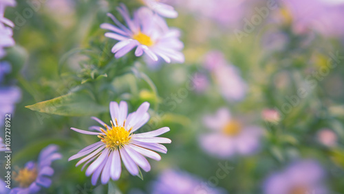 Fotografía Purple aster flower in sunlight with blurred background