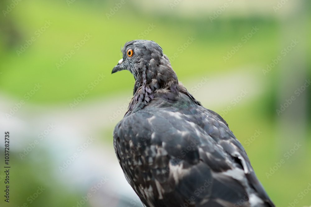 Dove Columbidae popular city bird Dove Columbidae popular city bird