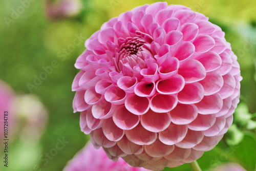 Pink Dahlia flowers background.