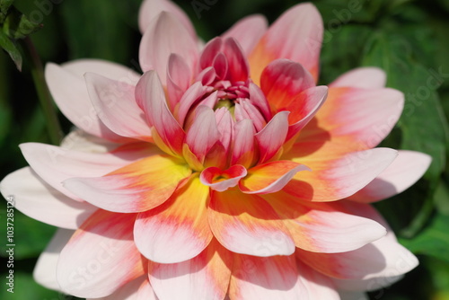 Pink Dahlia flower