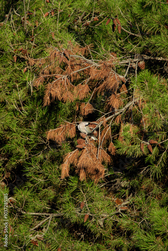 Wild bird resting in a pine tree