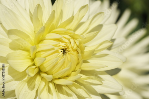 Yellow Dahlia flower background