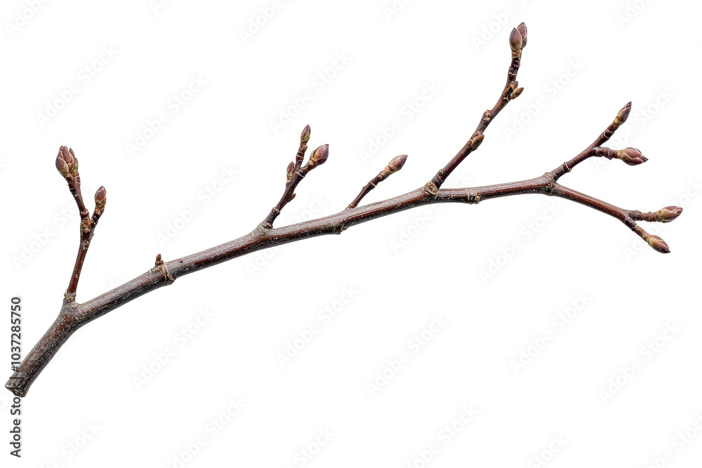 Close-up shot of a branch with budding leaves, showcasing the beauty of nature and the transition from winter to spring season. Close-up shot of a branch with budding leaves, showcasing the beauty of nature and the transition from winter to spring season.