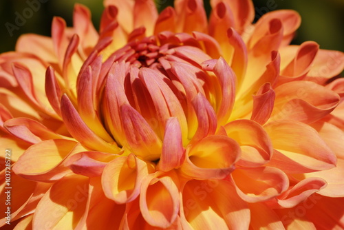 Orange dahlia flower background
