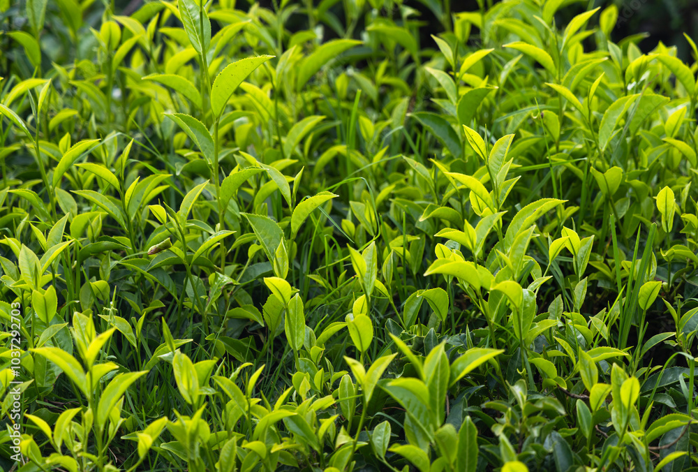 Green tea tree leaves field in Munnar, Kerala Green tea tree leaves field in Munnar, Kerala