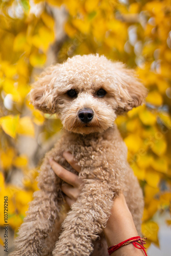 Cute caramel-colored mini poodle on a background of yellow autumn leaves.