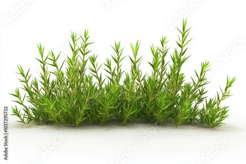 Green plant cluster with elongated leaves on a white isolated background.