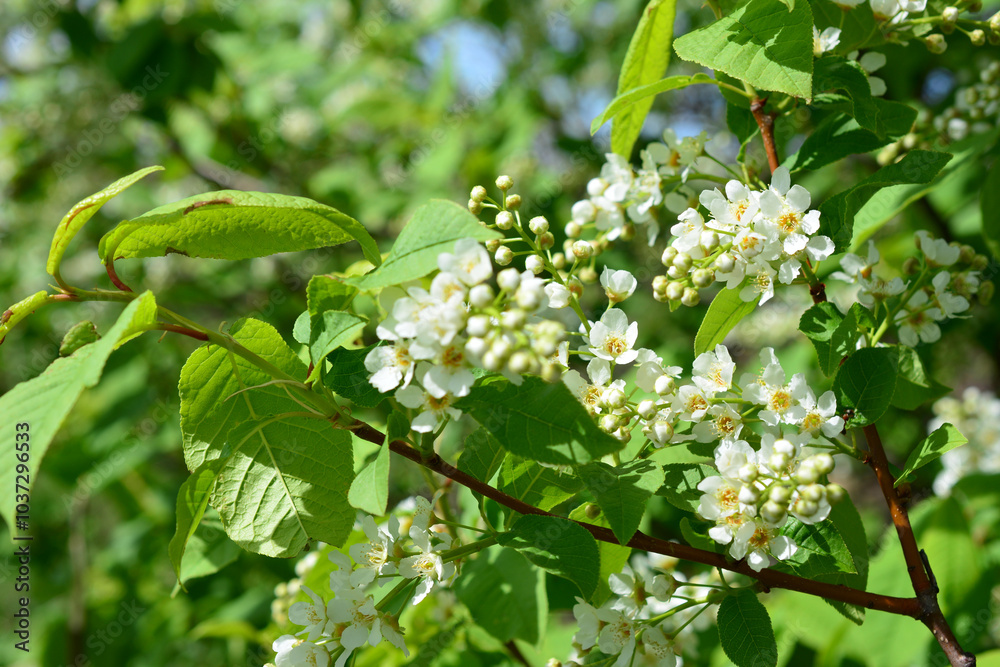 a bird cherry tree with white flowers and green leaves banner a bird cherry tree with white flowers and green leaves banner