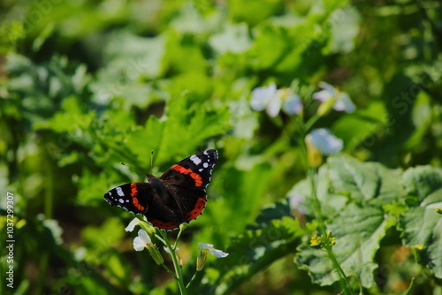 Motyl na tle zielonej łąki photo