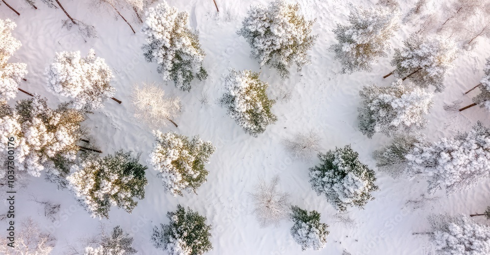 Drone Photo of Snow-Covered Evergreen Trees After Winter Blizzard. AI generated illustration. Drone Photo of Snow-Covered Evergreen Trees After Winter Blizzard. AI generated illustration.