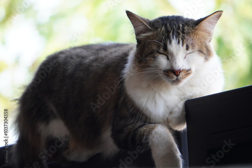 domestic cat sitting on an iron fence at the day