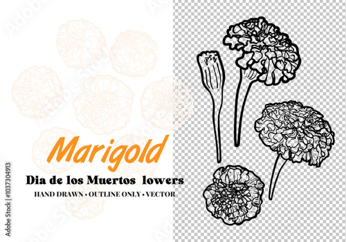 Hand drawn vector outline Dia de los Muertos flowers. Line art marigold flowers in bud and blooms. Illustration for print and online projects. 