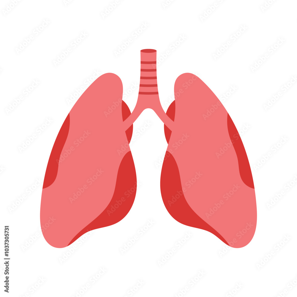Human lungs flat vector design on white background Human lungs flat vector design on white background