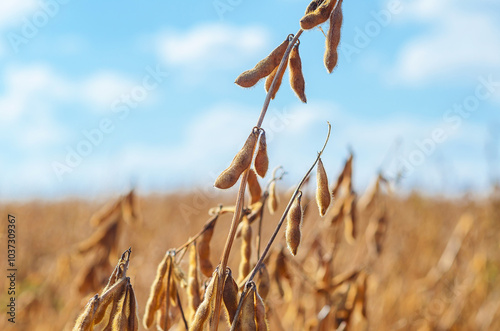 Golden ripe soybeans in field, close-up. Soybean field in golden glow against blurred blue sky. photo