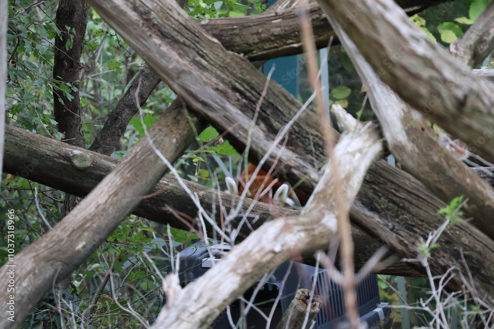 A photo of a bird is sitting on a branch in the woods A photo of a bird is sitting on a branch in the woods