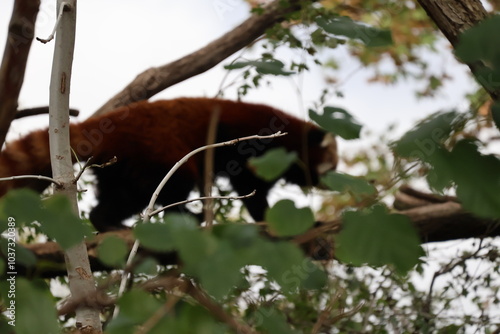A photo of a red panda is sitting in a tree