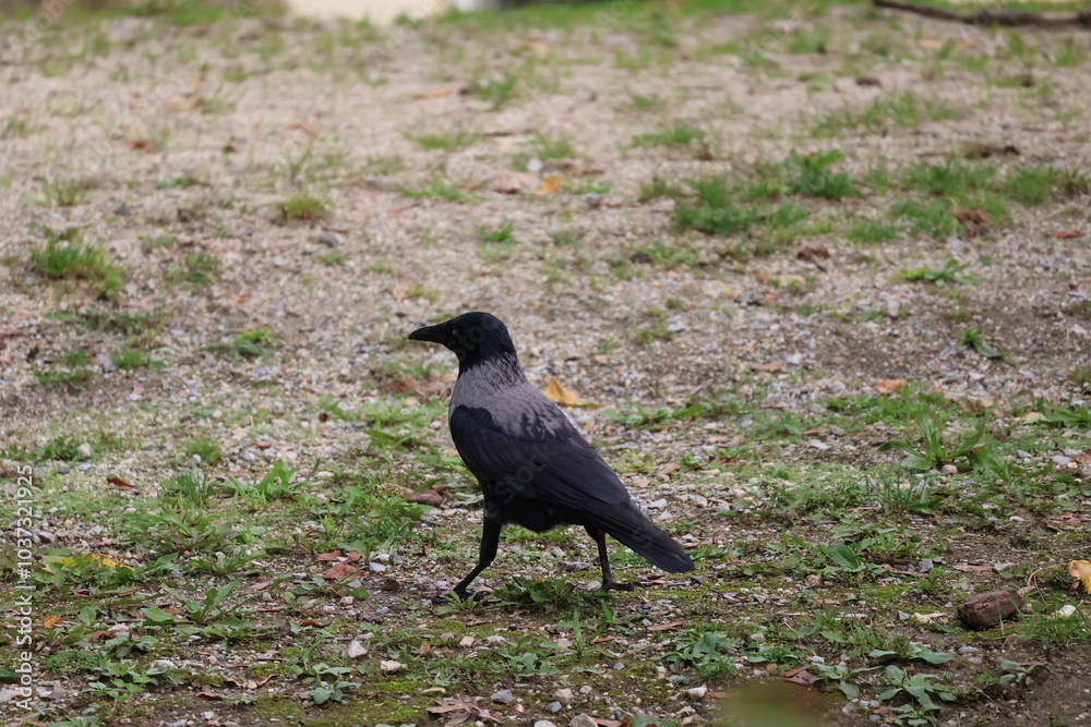 Obraz premium A photo of a black bird standing on the ground