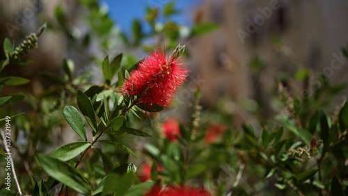 Vibrant bottlebrush callistemon citrinus blooms outdoors in the sunny puglia region of southern italy, showcasing vivid red flowers against lush green foliage.