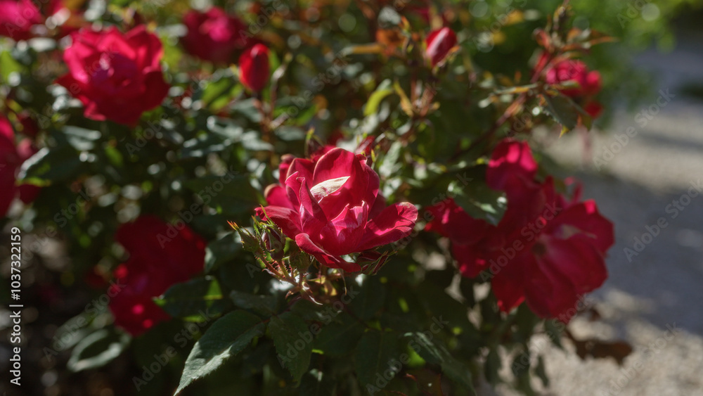 Vibrant red scenic roses in full bloom in a sunny outdoor garden in puglia, italy. Vibrant red scenic roses in full bloom in a sunny outdoor garden in puglia, italy.