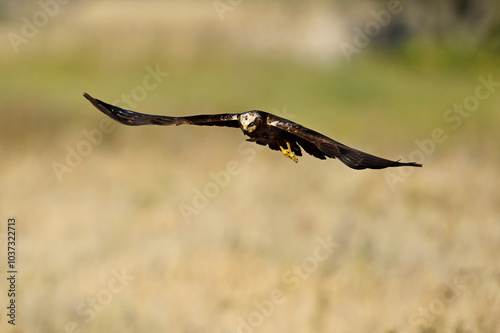 Rohrweihe - Weibchen // Western marsh harrier - female (Circus aeruginosus)  photo