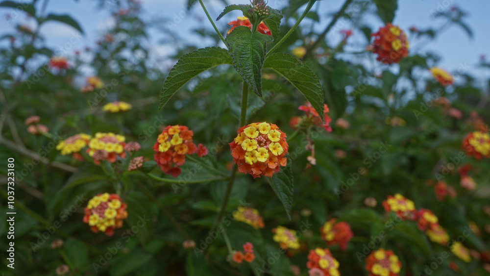 Obraz premium Close-up of vibrant lantana camara flowers in a lush outdoor setting in puglia, italy, showcasing the colorful blooms against a backdrop of green foliage on a sunny day.