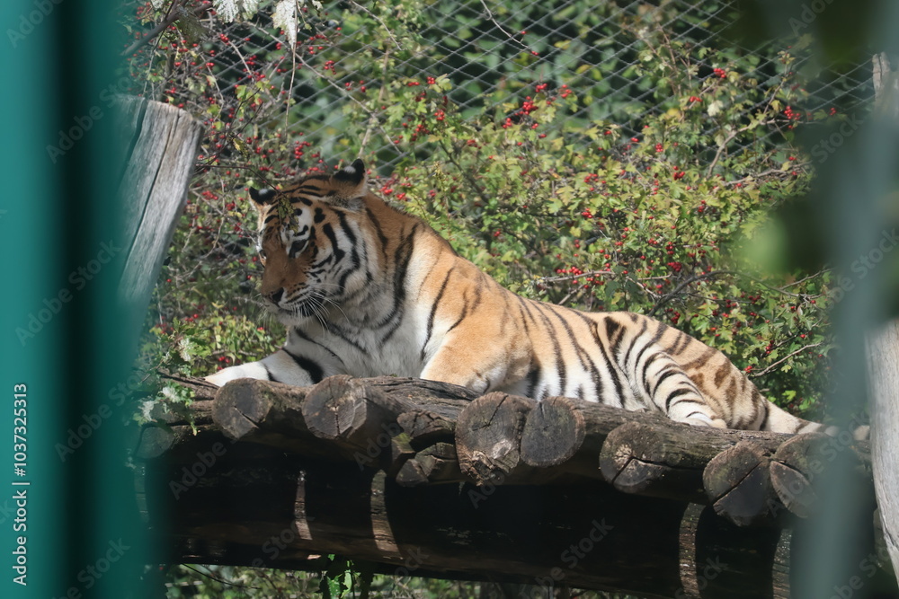 Obraz premium A photo of a tiger laying on a log