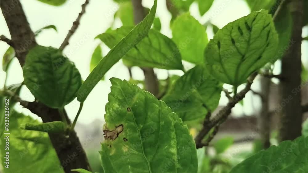 green leaf and brown stem branch closeup upwoard slide view