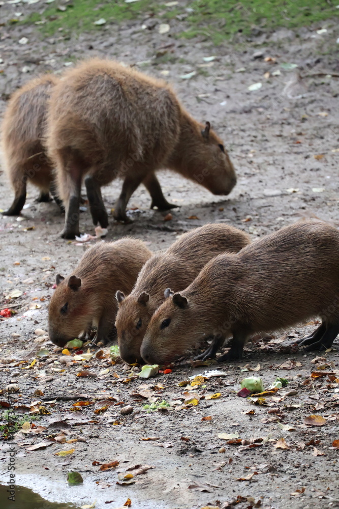 A photo of three baby animals are climbing up a wall A photo of three baby animals are climbing up a wall
