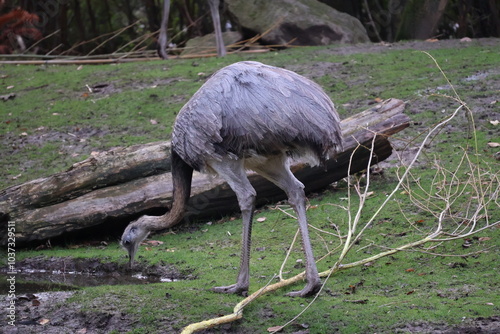 A photo of a bird standing on a green grass covered field photo