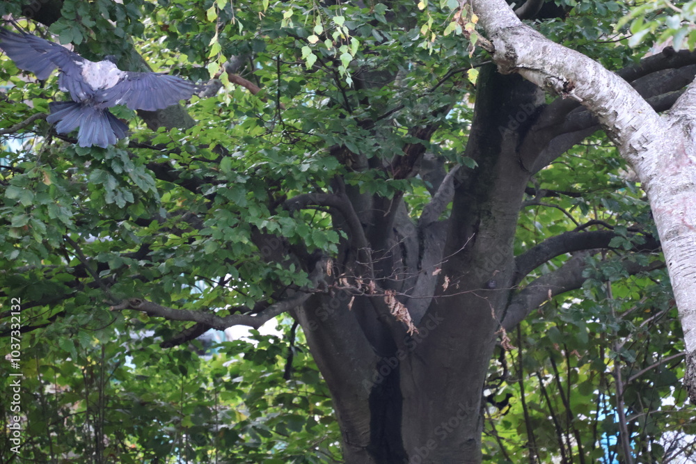 Fototapeta premium A photo of a bird is flying in the air above a tree