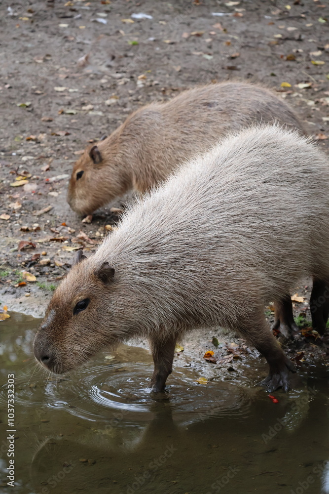 A photo of two capy bears are standing near a body of water A photo of two capy bears are standing near a body of water