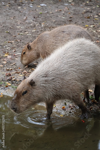 A photo of two capy bears are standing near a body of water