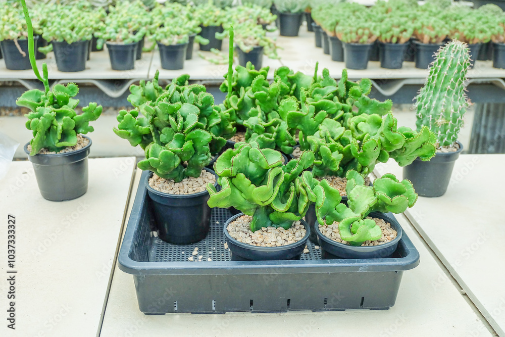 Many small cactus in different shapes in market for sell at flower market,household home decor plants succulents growing in pots,Various types of mini cactus in glass house. Many small cactus in different shapes in market for sell at flower market,household home decor plants succulents growing in pots,Various types of mini cactus in glass house.