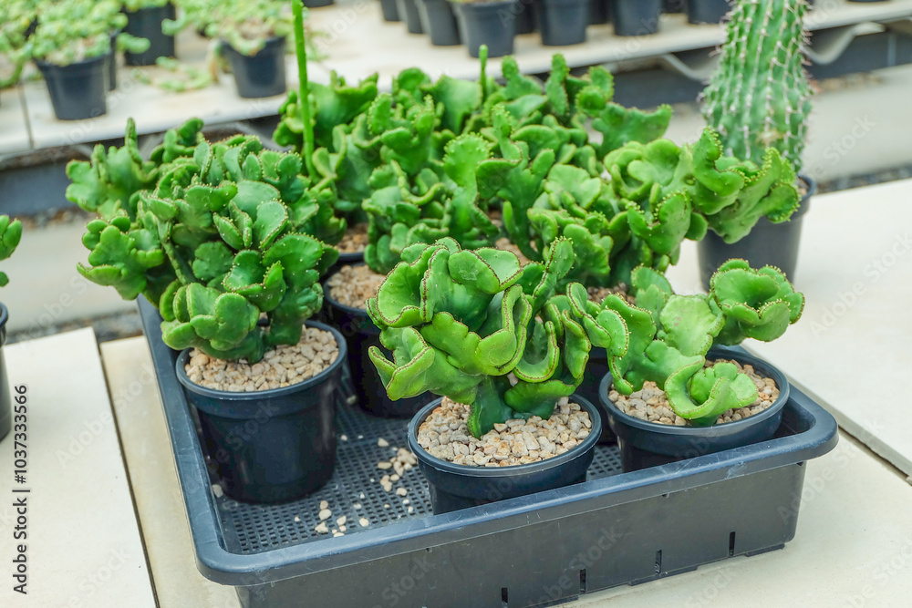 Many small cactus in different shapes in market for sell at flower market,household home decor plants succulents growing in pots,Various types of mini cactus in glass house. Many small cactus in different shapes in market for sell at flower market,household home decor plants succulents growing in pots,Various types of mini cactus in glass house.
